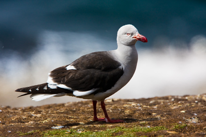 Dolphin Gull